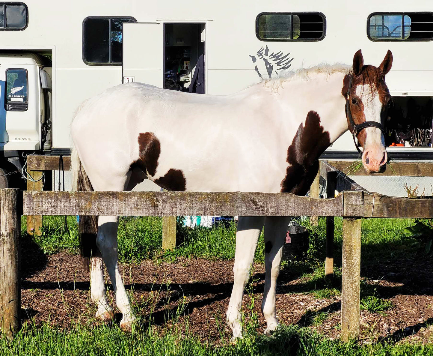 Natural Purple Toning Shampoo Bar for White Horses – SHOWHITE
