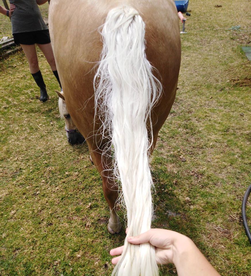 Natural Purple Toning Shampoo Bar for White Horses – SHOWHITE